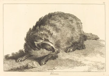 Blereau (borz)