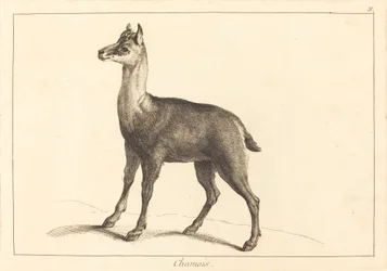 Chamois (Chamois)   1251473   hu       hungarian Successfully Translated  Original: Isnt he coming soon? Translat: Isn