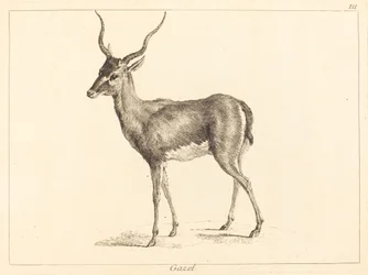 Gazella (Gazelle)