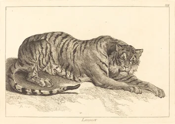 Leopárd (Leopárd vagy Tigris)