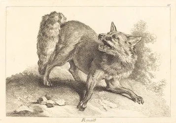 Renard (róka)