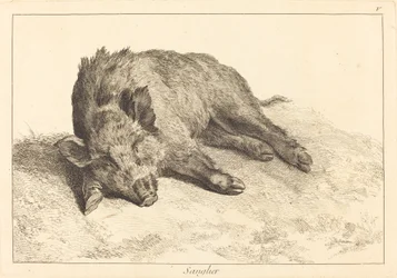 Sanglier (vaddisznó fekve, irány balra)
