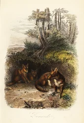 Vörös rókák családja, Vulpes vulpes, barlangon kívül