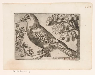 Vogel Chuta marina (cím a tárgyon) Vogels (sorozat címe)