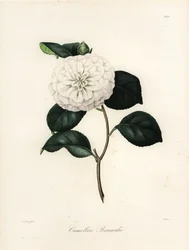 Camellia japonica fajta, Camellia bonardii vagy Camellia bonnardii