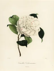 Camellia japonica fajta, Camellia delicatissima