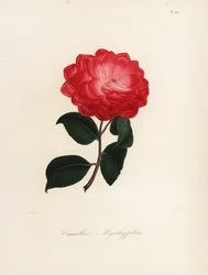 Camellia japonica fajta, Camellia myrthyfolia