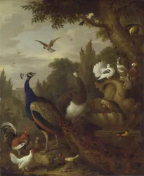 Páva, tojó páva, papagájok, kanári és más madarak egy parkban, kb. 1708-10