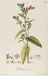 Echium: Orientale from "Icones Plantarum", c.1763 (engraving)