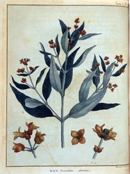 Rack, avicenne – a „” Utazás Núbiában és Abesszíniában című művében a Nílus forrásainak felfedezésére vállalkozott 1768 és 1772 között”, James Bruce, 1. köt. 1, Párizs