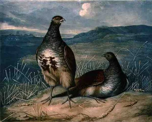Partridges, British Feather Game 1. táblája, metszett: Charles Turner (1773-1857), pub. R. Ackermann, 1810 körül (mezzotinta metszet)