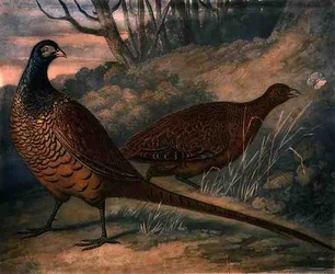 Fácánok, a British Feather Game 2. táblája, vésette: Charles Turner (1773-1857), pub. R. Ackermann, 1810 körül (mezzotinta metszet)