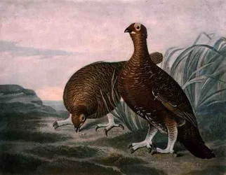 Skót fajd, a „Brit tollas vad” 8. táblája, Charles Turner (1773-1857) metszete, R. Ackermann kiadásában, kb. 1810