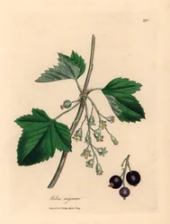 Fekete ribizlifa, Ribes nigrum, James Sowerby botanikai illusztrációjáról William Woodville-ből és Sir William Jackson Hooker "Medical Botany" című művéből 1832 (kézszínű rézmetszet)