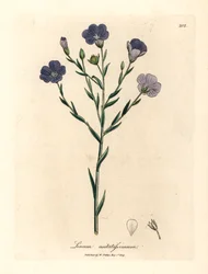 Kék virágú len, Linum usitatissimum, James Sowerby botanikai illusztrációjából William Woodville-ből és Sir William Jackson Hooker "Orvosi botanikája" 1832-ből (kézszínű rézmetszet)