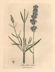 Kék virágú levendula, Lavandula spica, James Sowerby botanikai illusztrációjából William Woodville-ből és Sir William Jackson Hooker "Medical Botany" című művéből 1832 (kézszínű rézmetszet)