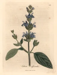 Kék virágú zsálya, Salvia officinalis, James Sowerby botanikai illusztrációjából William Woodville-ből és Sir William Jackson Hooker "Orvosi botanikája" 1832-ből (kézszínű rézmetszet)