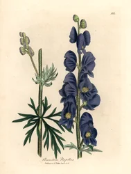Kék virágú farkastorony vagy szerzetesi csuklya, Aconitum napellus, James Sowerby botanikai illusztrációjából William Woodville-ből és Sir William Jackson Hooker "Orvosi botanikája" 1832-ből (kézszínű rézmetszet)