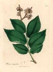 Közönséges szilfa, Ulmus campestris, James Sowerby botanikai illusztrációjáról William Woodville-ből és Sir William Jackson Hooker 1832-es "Medical Botany" című művéből (kézszínű rézmetszet)