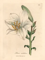 Közönséges fehér liliom, Lilium candidum, James Sowerby botanikai illusztrációjáról William Woodville-ből és Sir William Jackson Hooker "Medical Botany" 1832-es művéből (kézszínű rézmetszet)