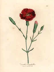 Bíbor szegfű, szegfűszeg rózsaszín, Dianthus caryophyllus, James Sowerby botanikai illusztrációjából William Woodville-ből és Sir William Jackson Hooker "Medical Botany" 1832-es művéből (kézzel színezett rézmetszet)