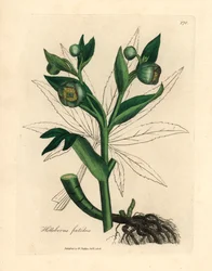 Zöld virágú bűzös hunyor vagy medvetalp, Helleborus foetidus, James Sowerby botanikai illusztrációjából William Woodville-ből és Sir William Jackson Hooker "Orvosi botanikája" 1832-ből (kézszínű rézmetszet)