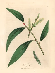A repedezett fűzfa, a Salix fragilis levelei és barkái James Sowerby botanikai illusztrációjáról William Woodville-ből és Sir William Jackson Hooker "Orvosi botanikája" 1832-ből (kézzel színezett rézmetszet)