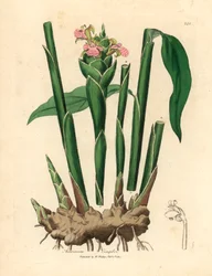 Keskeny levelű gyömbér, Zingiber officinale, James Sowerby botanikai illusztrációjából William Woodville-ből és Sir William Jackson Hooker 1832-es "Medical Botany" című művéből (kézszínű rézmetszet)
