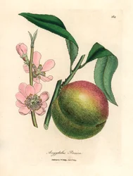 Őszibarackfa érett gyümölccsel és rózsaszín virággal, Amygdalus persica, James Sowerby botanikai illusztrációjáról William Woodville-ből és Sir William Jackson Hooker "Medical Botany" 1832-es művéből (kézszínű rézmetszet)