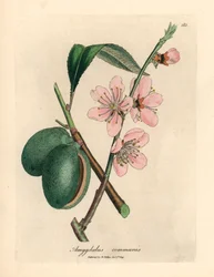 Rózsaszín virágú mandulafa, Amygdalus communis, James Sowerby botanikai illusztrációjáról William Woodville-ből és Sir William Jackson Hooker 1832-es "Medical Botany" című művéből (kézzel színezett rézmetszet)