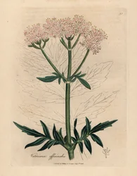 Rózsaszín virágú macskagyökér, Valeriana officinalis, James Sowerby botanikai illusztrációjáról William Woodville-ből és Sir William Jackson Hooker "Medical Botany" 1832-es művéből (kézszínű rézmetszet)