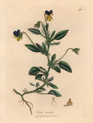 Lila és sárga árvácska, Viola tricolor, James Sowerby botanikai illusztrációjáról William Woodville-ből és Sir William Jackson Hooker "Medical Botany" című művéből 1832 (kézszínű rézmetszet)