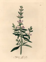 Lila virágú izsóp, Hyssopus officinalis, James Sowerby botanikai illusztrációjáról William Woodville-ből és Sir William Jackson Hooker "Orvosi botanikája" 1832-ből (kézzel színezett rézmetszet)