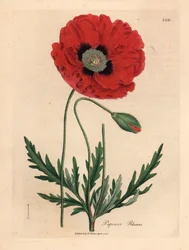 Vörös vagy kukorica mák, Papaver rhoeas, James Sowerby botanikai illusztrációjából William Woodville-ből és Sir William Jackson Hooker "Medical Botany" című művéből 1832 (kézszínű rézmetszet)