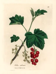 Ribizlifa, Ribes rubrum, James Sowerby botanikai illusztrációjáról William Woodville-ből és Sir William Jackson Hooker "Medical Botany" 1832-es művéből (kézszínű rézmetszet)