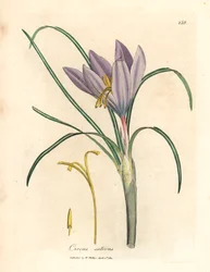 Sáfrány sáfrány, Crocus sativus, James Sowerby botanikai illusztrációjából William Woodville-ből és Sir William Jackson Hooker "Medical Botany" című művéből 1832 (kézszínű rézmetszet)