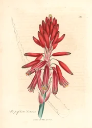 Socotorine aloe, Aloe perfoliata socotorina, James Sowerby botanikai illusztrációjából William Woodville-ből és Sir William Jackson Hooker "Orvosi botanikája" 1832-ből (kézzel színezett rézmetszet)