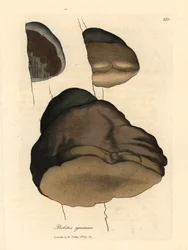 Touchwood vargánya vagy galócagomba, Boletus igniarius, James Sowerby botanikai illusztrációjáról William Woodville-ből és Sir William Jackson Hooker "Orvosi botanikája" 1832-ből (kézzel színezett rézmetszet)
