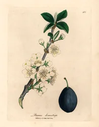 A Prunus domestica szilva- vagy aszalt szilvafa fehér virága és termése James Sowerby botanikai illusztrációjából William Woodville-ből és Sir William Jackson Hooker "Orvosi botanikája" 1832-ből (kézszínű rézmetszet)