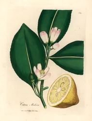 A citromfa, a Citrus medica fehér virága és érett termése, James Sowerby botanikai illusztrációjából William Woodville-ből és Sir William Jackson Hooker "Medical Botany" 1832-es művéből (kézszínű rézmetszet)
