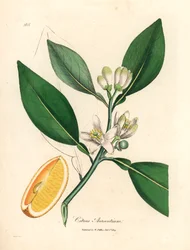 A narancsfa, a Citrus aurantium fehér virága és érett termése, James Sowerby botanikai illusztrációjából William Woodville-ből és Sir William Jackson Hooker "Medical Botany" 1832-es művéből (kézszínű rézmetszet)