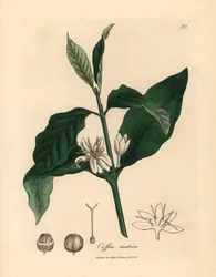 A kávénövény, a Coffea arabica fehér virága, levelei és babja James Sowerby botanikai illusztrációjából William Woodville-ből és Sir William Jackson Hooker 1832-es "Medical Botany" című művéből (kézzel színezett rézmetszet)