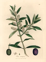 Fehér virágú európai olajfa gyümölccsel, Olea europaea, James Sowerby botanikai illusztrációjáról William Woodville-ből és Sir William Jackson Hooker 1832-es "Medical Botany" című művéből (kézszínű rézmetszet)