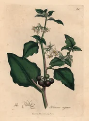 Fehér virágú, fekete bogyójú kerti csucsor, Solanum nigrum, James Sowerby botanikai illusztrációja William Woodville és Sir William Jackson Hooker „Medical Botany” című, 1832-es művéből