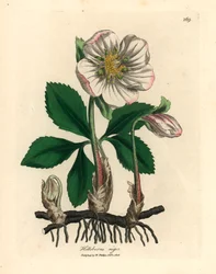 Fehér virágú fekete hunyor vagy karácsonyi rózsa, Helleborus niger, James Sowerby botanikai illusztrációja William Woodville és Sir William Jackson Hooker „Medical Botany” című, 1832-es művéből