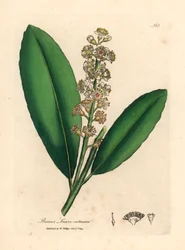 Fehér virágú cseresznye babérfa, Prunus laurocerasus, James Sowerby botanikai illusztrációjáról William Woodville-ből és Sir William Jackson Hooker "Orvosi botanikája" 1832-ből (kézzel színezett rézmetszet)