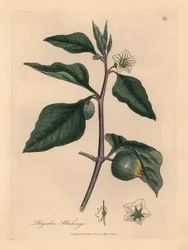 Fehér virágú téli cseresznye, Physalis alkekengi, James Sowerby botanikai illusztrációjából William Woodville-ből és Sir William Jackson Hooker 1832-es "Medical Botany" című művéből (kézszínű rézmetszet)