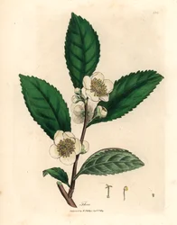 Fehér virágok és zöld tealevelek, Thea bohea, Camellia sinensis, James Sowerby botanikai illusztrációjából William Woodville-ből és Sir William Jackson Hooker "Orvosi botanikája" 1832-ből (kézszínű rézmetszet)
