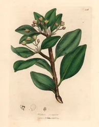 Téli kéregfa, Wintera aromatica, Drimys winteri, James Sowerby botanikai illusztrációjából William Woodville-ből és Sir William Jackson Hooker "Orvosi botanikája" 1832-ből (kézzel színezett rézmetszet)
