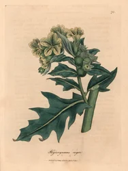 Sárga virágú fekete beléndek, Hyoscyamus niger, James Sowerby botanikai illusztrációja William Woodville és Sir William Jackson Hooker „Medical Botany” című, 1832-es művéből